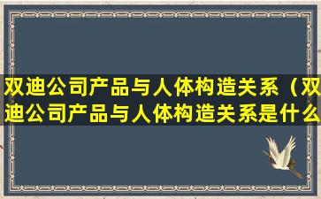 双迪公司产品与人体构造关系（双迪公司产品与人体构造关系是什么）