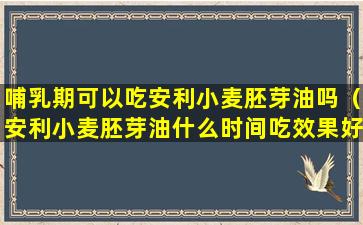 哺乳期可以吃安利小麦胚芽油吗（安利小麦胚芽油什么时间吃效果好）
