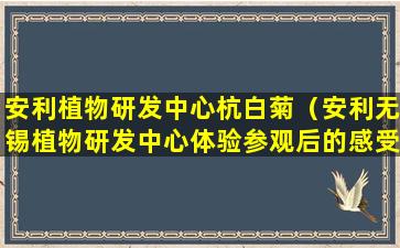 安利植物研发中心杭白菊（安利无锡植物研发中心体验参观后的感受）